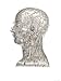 Superficial Arteries and Veins of Head Giclee Poster Print, 12x16