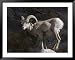 Endangered Peninsular Bighorn Sheep Ram, Anza-Borrego Desert State Park, California Animals Framed Photographic Poster Print by Rich Reid, 49x39