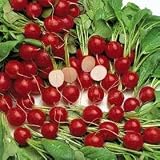 Cherry Belle Radish 800 Seeds