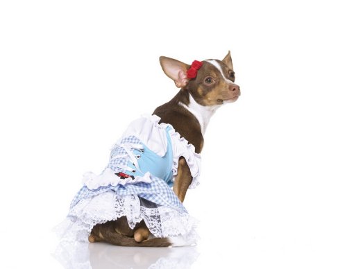 Dorothy Puppy Costume Set