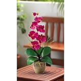 Shopzeus USA zeusd1-CALA-4269895 Single Stem Phalaenopsis Silk Orchid Arrangement