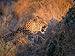 Leopard, Maun, Botswana Photographic Poster Print, 24x18