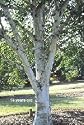 European White Birch, Set of (3) 18-28 inch Trees
