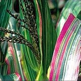 Japanese Striped Ornamental Maize 25 Seeds - HEIRLOOM - B000UZD5Q6