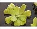 Photographic Prints of Water lettuce (or water cabbage) from Ardea Wildlife Pets