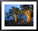 Baobab Trees at Twilight, Tuli Lodge, Botswana Framed Art Poster Print by Roger De La...