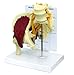 GPI Anatomicals - Muscled Hip Model, Replica of Right Hip Joint with Sciatic Nerve and Muscles for Human Anatomy and Physiology Education, Anatomy Model for Doctor's Office, Medical Learning Resources