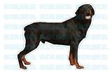 ROTTWEILER - Dog Decal - rot sticker car got rotweiler