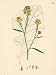 Illustration of Black Mustard Plant from Sowerby's Botany Collections Photographic Poster Print, 18x24