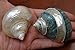 2 Pcs Pearl and Green Banded Jade Turbo Shell Hermit Crab 2 1/2