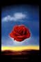 Rose Meditative, c.1958 Poster Print by Salvador Dal�, 24x36 Poster Print by Salvador Dal�, 24x36