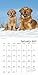 Golden Retrievers Wall Calendar (2017)