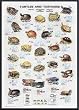 Art Poster Metal Framed Print - Turtles and Tortoises-International Ed. - Artist: Hobby Posters- Poster Size: 38 X 26