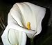 White Calla Lily 5 Seeds - Zantedeschia - Indoors/Out