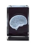 3B Scientific MedArt Glass Blocks Brain