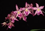 Beallara Patricia McCully orchid Near Blooming Size