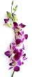 Fresh Flowers - 20 Purple Dendrobium Orchids