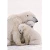 Polar Bear Family - Maxi Poster - 61 cm x 91.5 cm