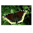 Camberwell Beauty, Female Photographic Poster Print by Terry Button, 16x12