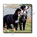 Dogs Bernese Mountain Dog - Bernese Mountain Dog - Tiles