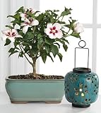 Shine a Light Hibiscus Bonsai with Lantern