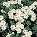 Organic Feverfew 50 Seeds