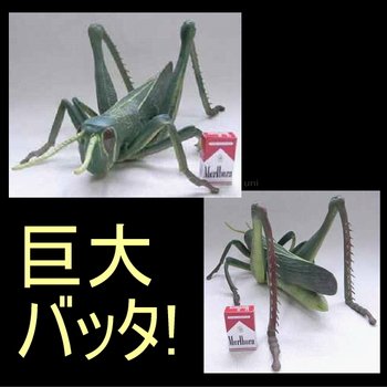 メガバッタ