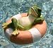 Frog sitting in Orange Inner Tube, FLoats in pool pond
