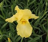 1 Reblooming Harvest of Memories Yellow Bearded Iris Rhizome
