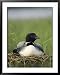 Common Loon and its Day-Old Chick National Geographic Collection Framed Art Poster Pr...
