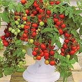 Thompson & Morgan 'Maskotka' Tomato Seeds