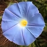 Amazon / Tropical Oasis: MORNING GLORY HEAVENLY BLUE IPOMOEA TRICOLOR 6000 seeds