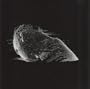 Scientist Dvd By Coldplay