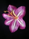 NEW Purple Amaryllis Hair Flower Clip, Limited.