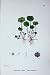 Botany Plants C1902 Marsh Pennywort Hydrocotyle