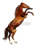 Wallmonkeys Peel and Stick Wall Decals - Sorrel Mare - the Budenny Horse - Removable Graphic