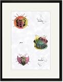 Black Framed/Matted Print 17x23, Beetles of Sumatra, Java and America #1