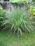 Lemon Grass Tea