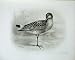 1909 Black Tailed Godwit Limosa Belgica Gmelin Male