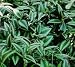 Green Wandering Jew Plant