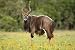 Nyala Antelope Ram - 24