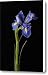 A Dutch Iris Iris Hollandica Canvas Print / Canvas Art - Artist Joel Sartore