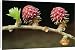 Canvas Prints of USH-107 European LARCH Tree Flowers from Ardea Wildlife Pets