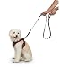 Black And Red Mesh Dog Harness W/ Leash Large by Collections Etc