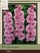 Honeyman Farms Gladiolus Video Pack of 10 Bulbs