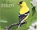 Backyard Birds 2009 Calendar