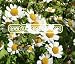 FEVERFEW MATRICARIA Tanacetum Parthenium --- 100 Herb Seeds