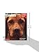 Vizslas (Complete Pet Owner's Manuals)