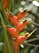 Lobster Claw Flower from South America, Asheboro, North Carolina Photographic Poster Print by Joel Sartore, 18x24