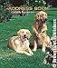 golden_retriever26golden retriever - Golden Retrievers Address Book Gift for Dog Lovers